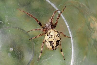 Larinioides cornutus