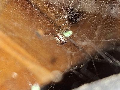 Steatoda nobilis