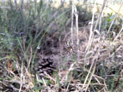 Mangora acalypha