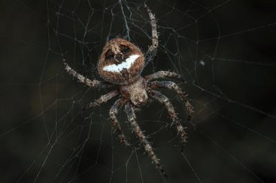 Neoscona subfusca
