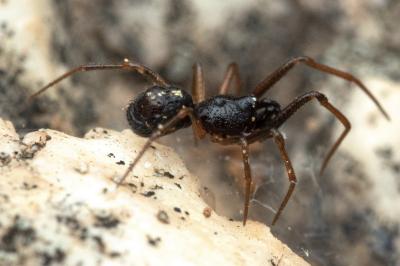 Crustulina scabripes