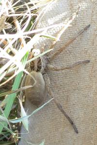 Hogna radiata