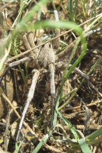 Lycosa tarantula