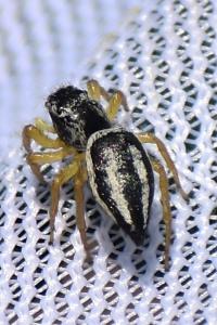 Heliophanus melinus
