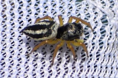 Heliophanus melinus