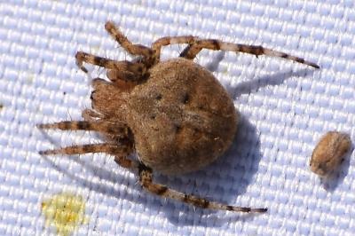 Neoscona subfusca