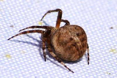 Neoscona subfusca