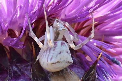 Thomisus onustus
