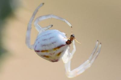 Thomisus onustus