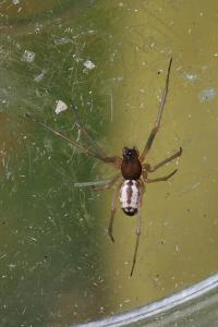 Frontinellina frutetorum