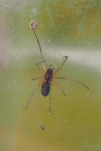 Frontinellina frutetorum