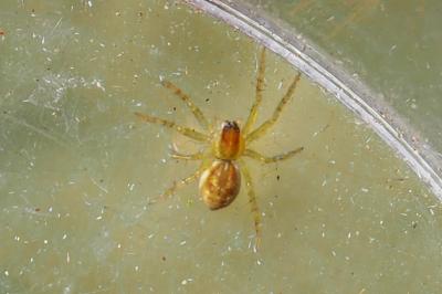 Dolomedes fimbriatus / Dolomedes plantarius
