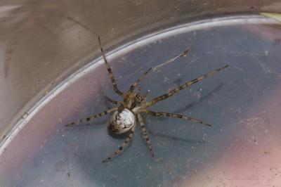 Metellina
