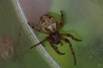 Larinioides cornutus