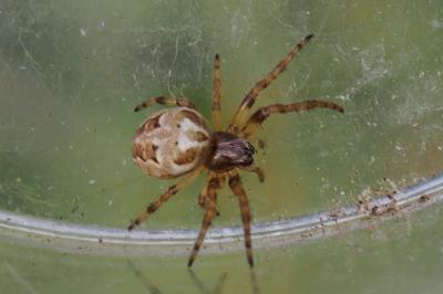 Larinioides cornutus