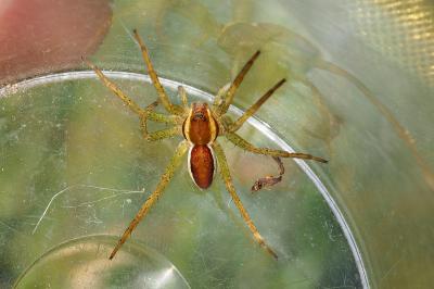 Dolomedes fimbriatus / Dolomedes plantarius