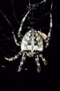 Araneus angulatus