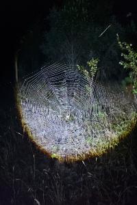 Araneus angulatus