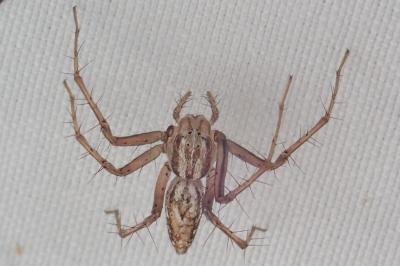 Oxyopes