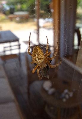 Araneus diadematus