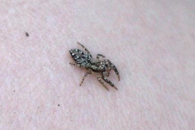 Marpissa muscosa