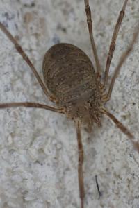 Phalangium opilio