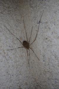 Phalangium opilio