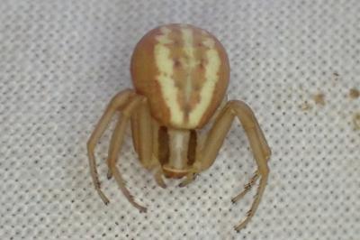 Runcinia grammica