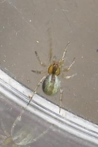Kochiura aulica