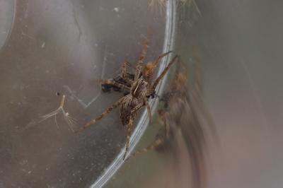 Pisaura mirabilis