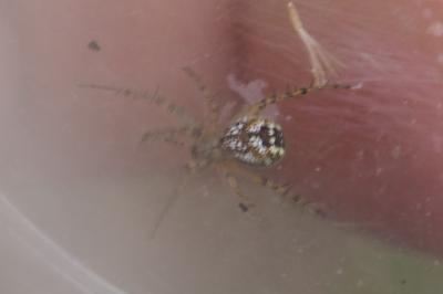 Mangora acalypha