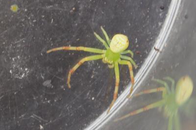 Ebrechtella tricuspidata