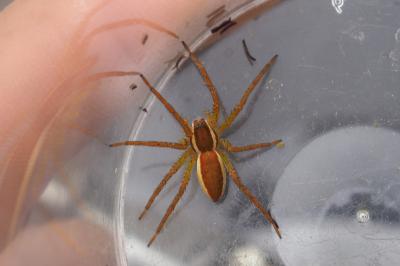 Dolomedes fimbriatus / Dolomedes plantarius
