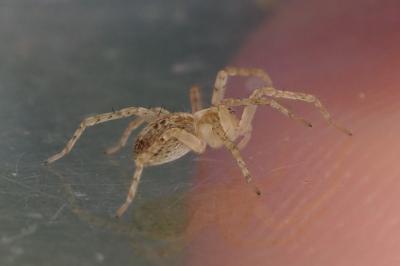 Anyphaena accentuata