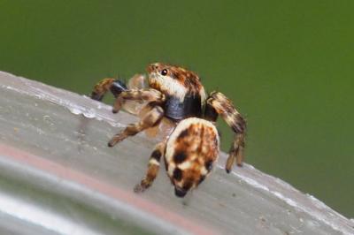 Evarcha falcata