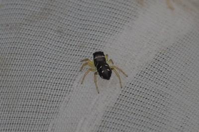 Heliophanus
