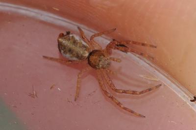 Tmarus