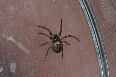 Araneidae