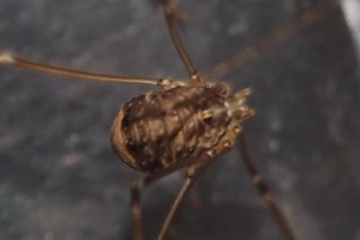 Leiobunum blackwallii