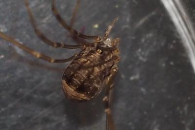 Leiobunum blackwallii