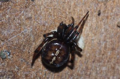 Steatoda bipunctata