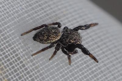 Sibianor aurocinctus