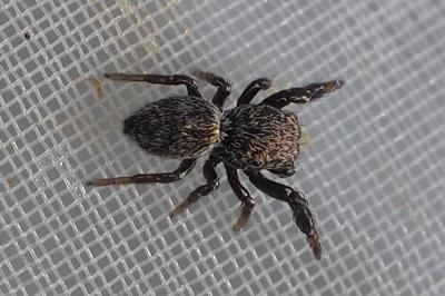 Sibianor aurocinctus