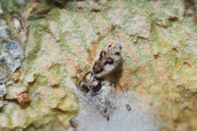 Salticus zebraneus