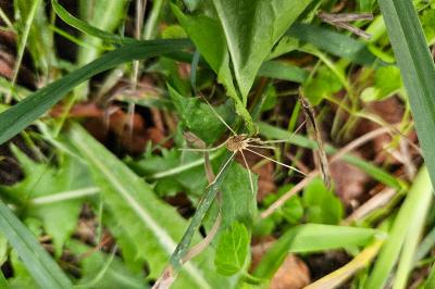 Opiliones