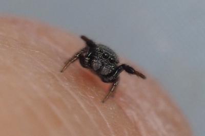 Sibianor aurocinctus