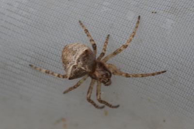 Gibbaranea bituberculata