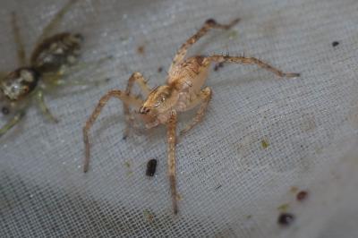 Anyphaena accentuata