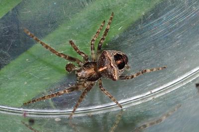 Gibbaranea bituberculata