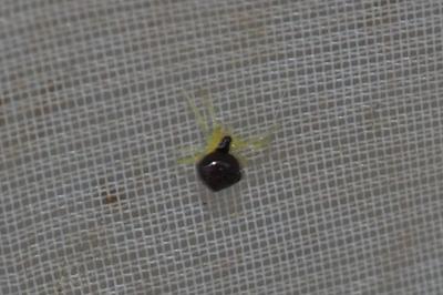 Theridula gonygaster